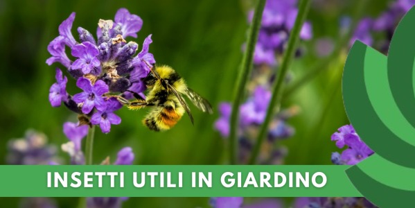 COME MANTENERE IL GIARDINO SANO E PRODUTTIVO GRAZIE AGLI INSETTI UTILI